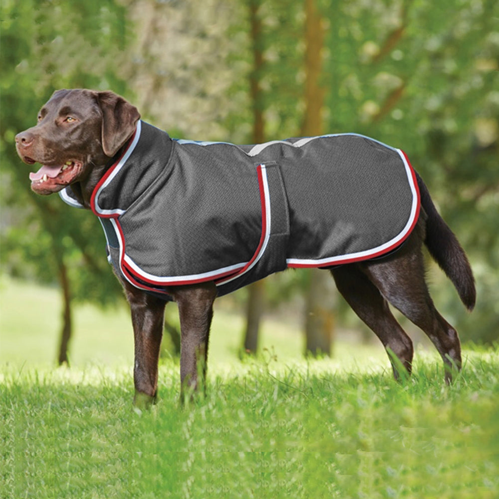 Keep Your Furry Friend Cozy This Autumn and Winter