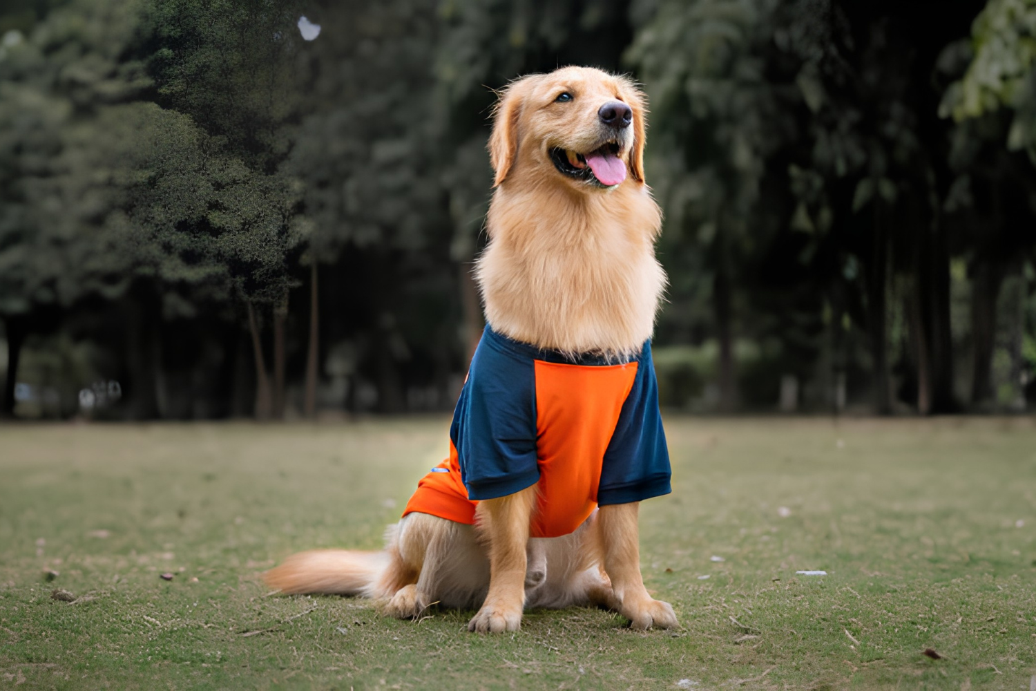 Benefits Of Comfortable Clothes For Everyday Pets