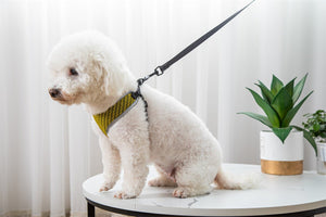 The Ultimate Pet Walking Harness: Comfort Meets Control