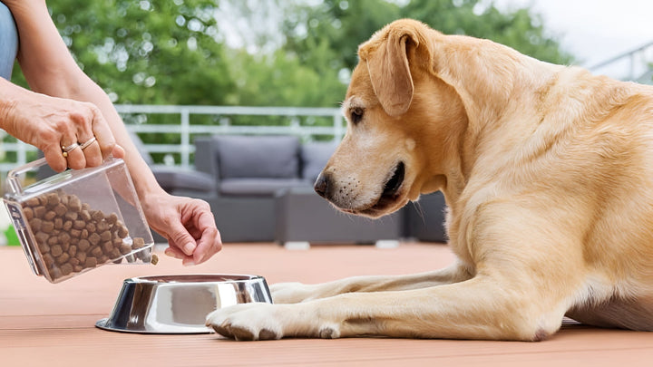 Healthy Feeding Habits For Happy Pets