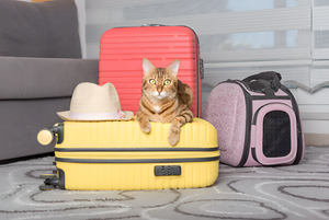 Choosing Perfect Pet Carrier For Travel