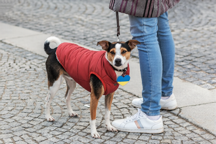 Essential Pet Leash Tips For Daily Walks