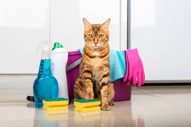 Making Pet Bath Time Clean And Fresh