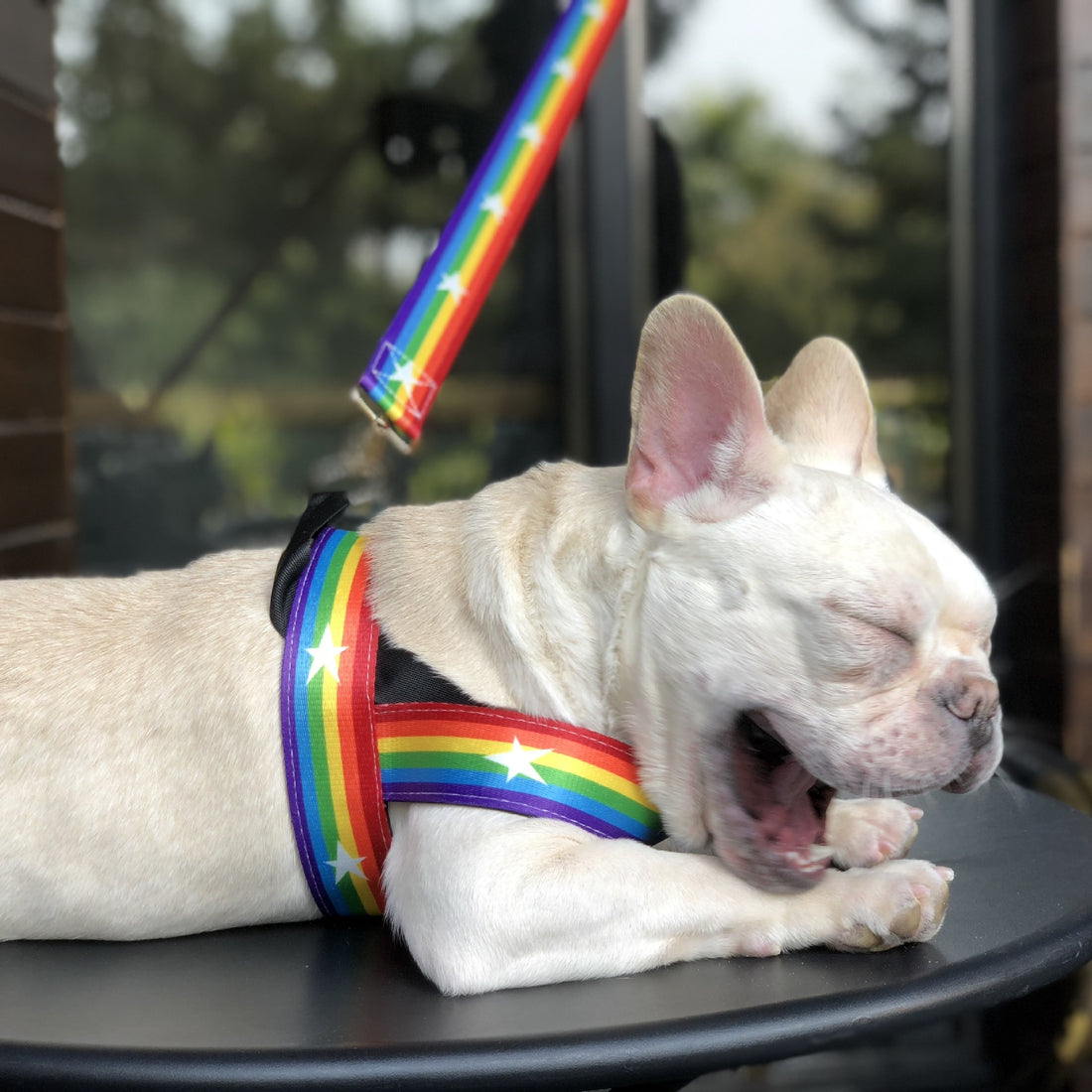 Rainbow Pet Chain Leash