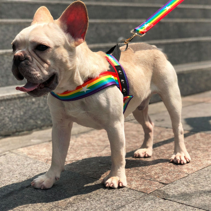 Rainbow Pet Chain Leash
