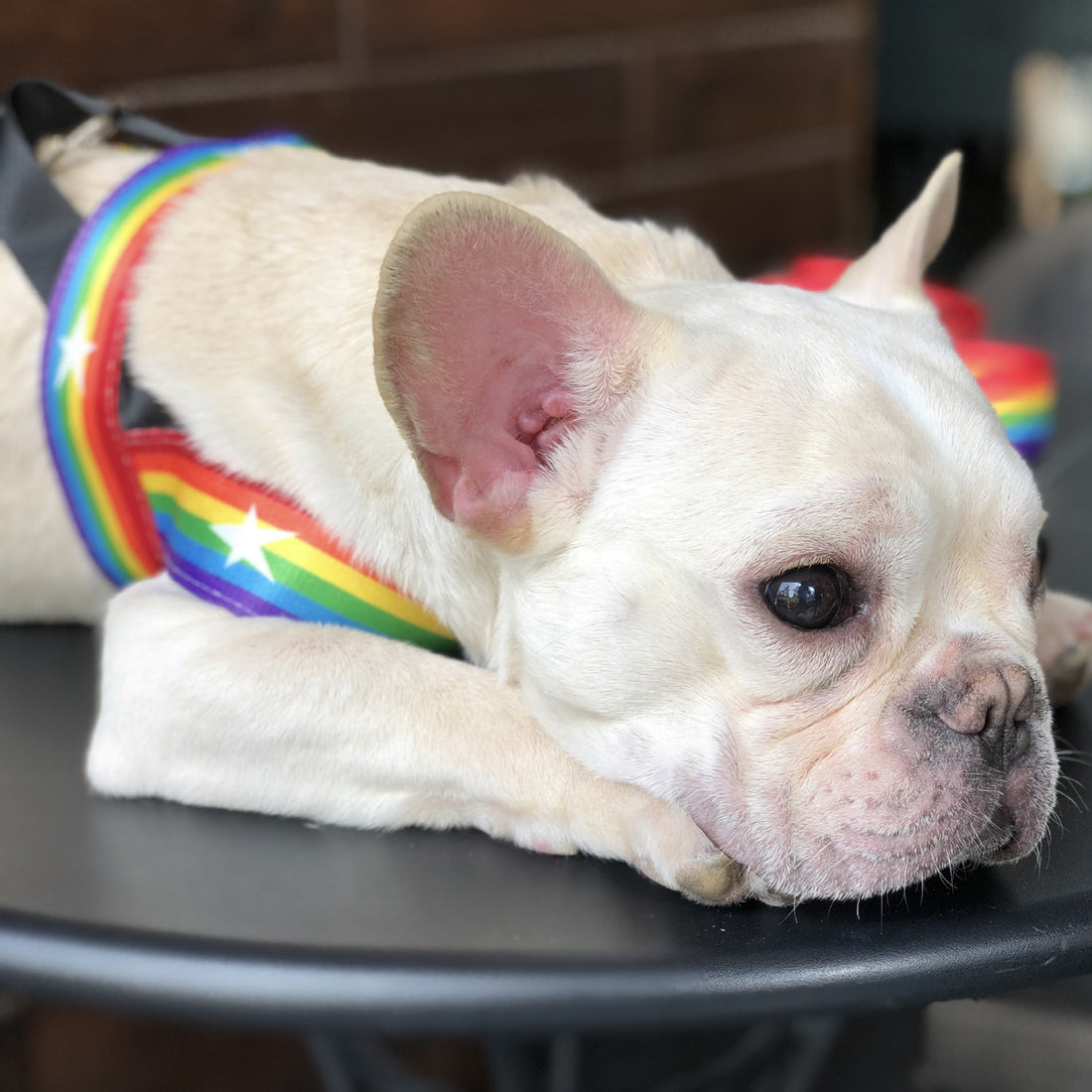 Rainbow Pet Chain Leash