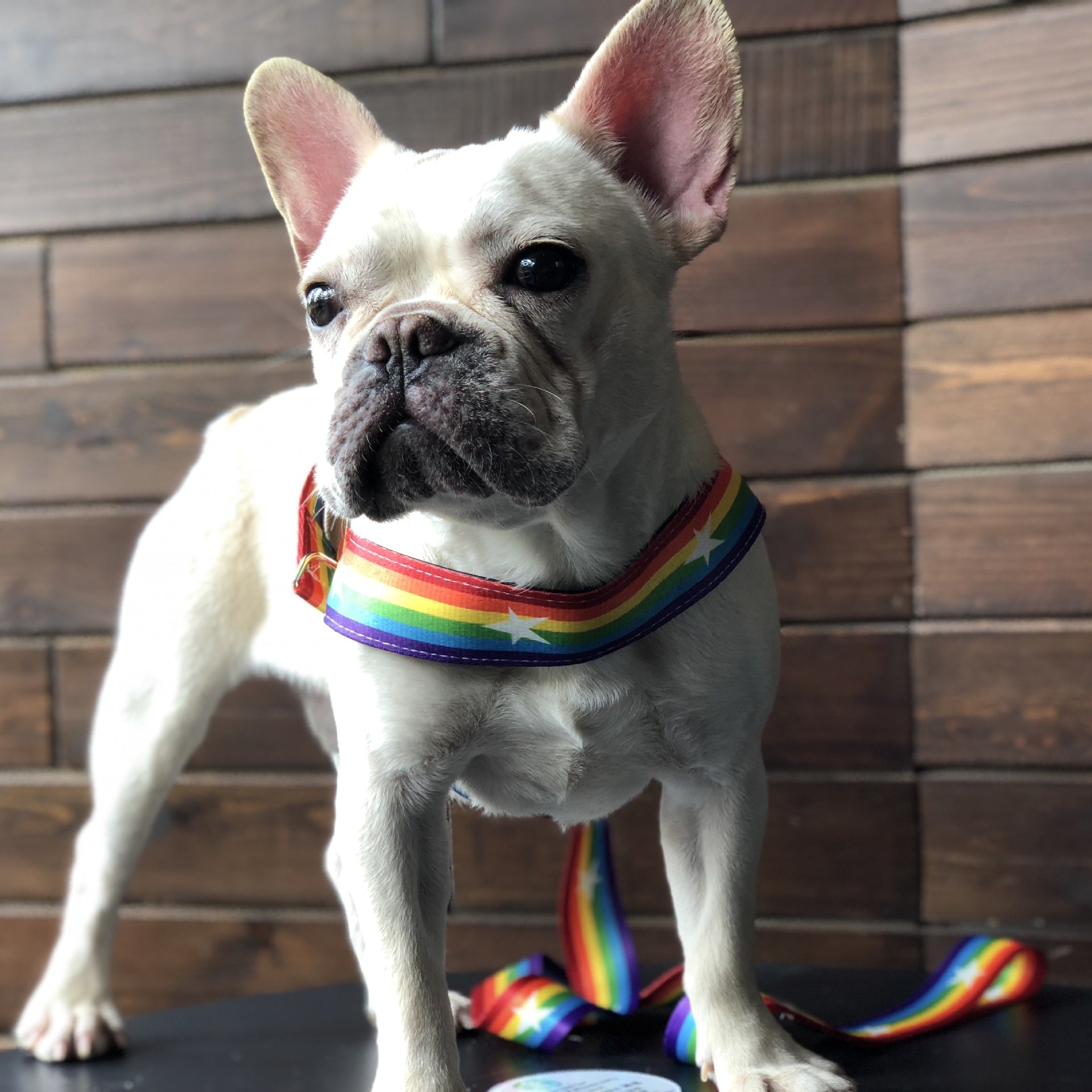 Rainbow Pet Chain Leash