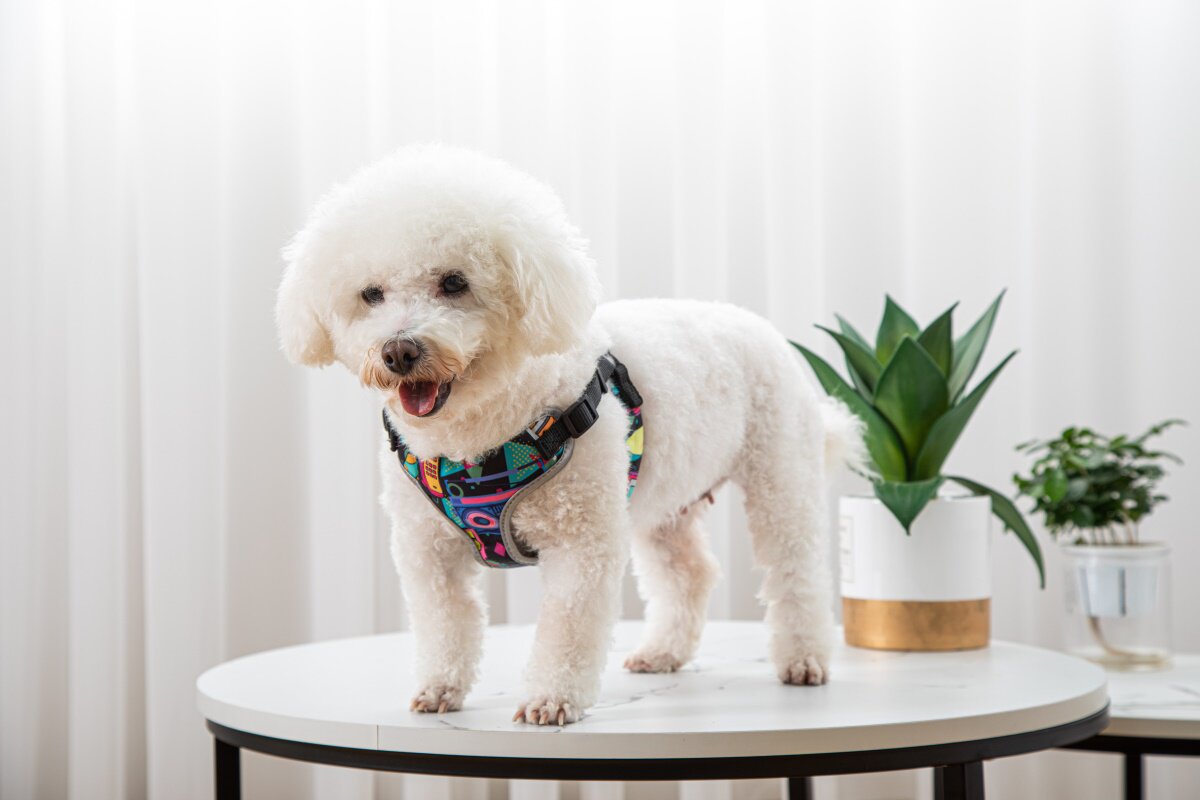 Pet Walking Harness