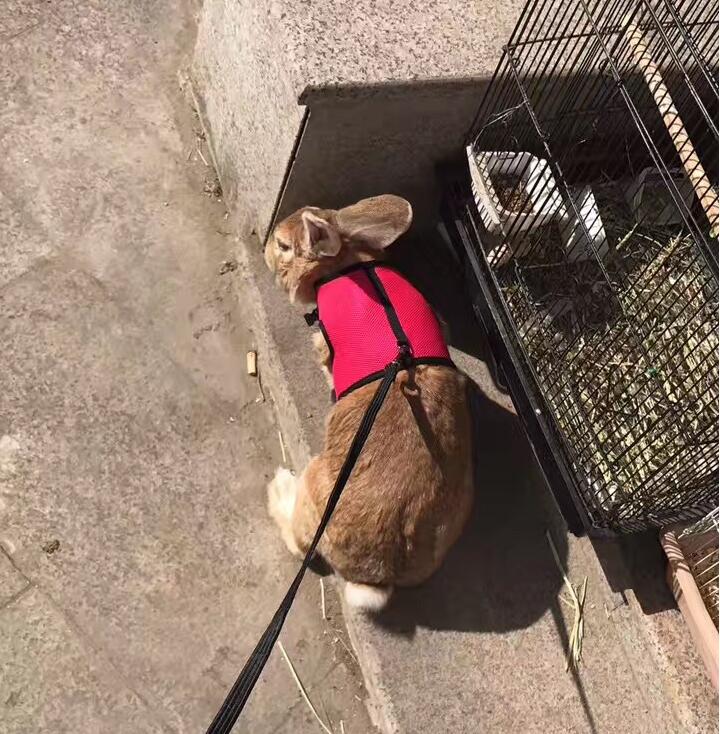 adjustable leash for small pets, featuring a rabbit in a red harness on a sunny path.