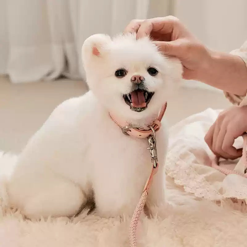 Leather Pet Collar Handheld Leash