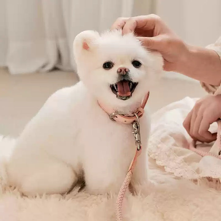 Leather Pet Collar Handheld Leash