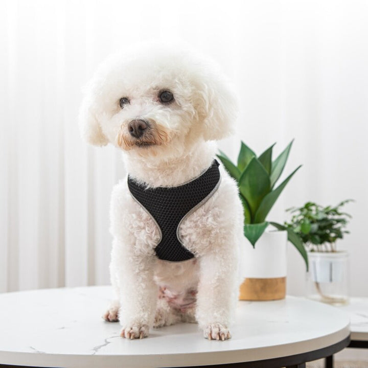 Pet Walking Harness