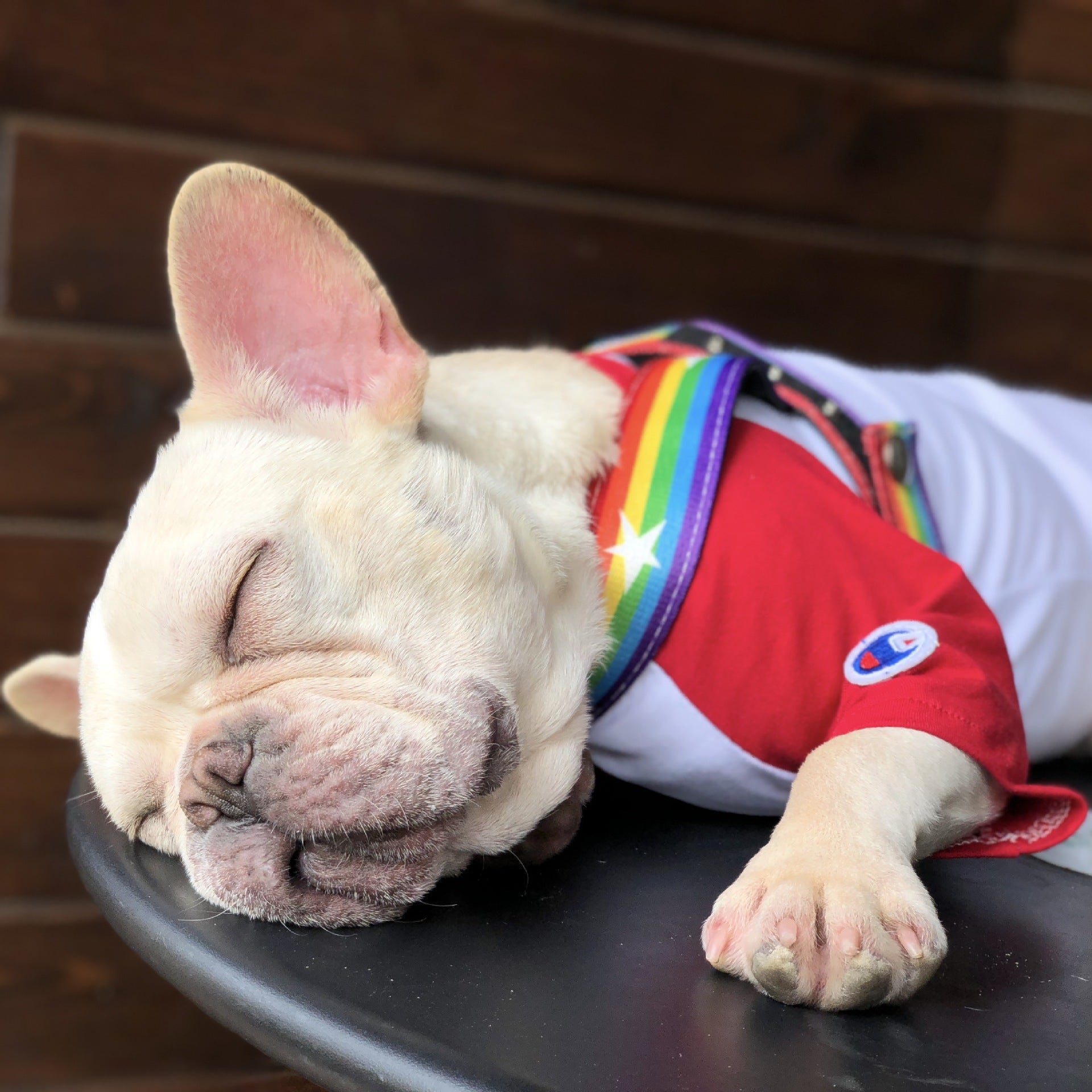 Rainbow Pet Chain Leash