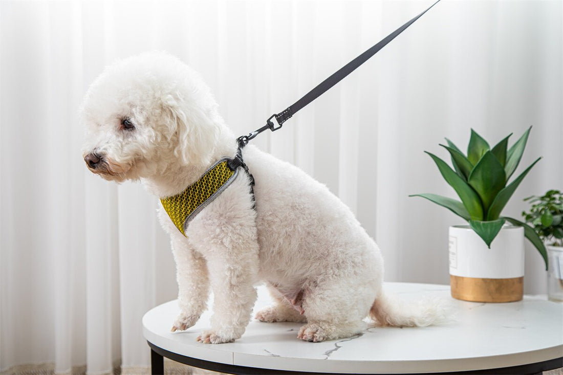 Pet Walking Harness